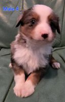 Miniature Australian Shepherd