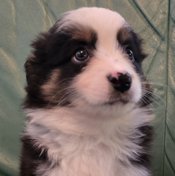 Miniature Australian Shepherd