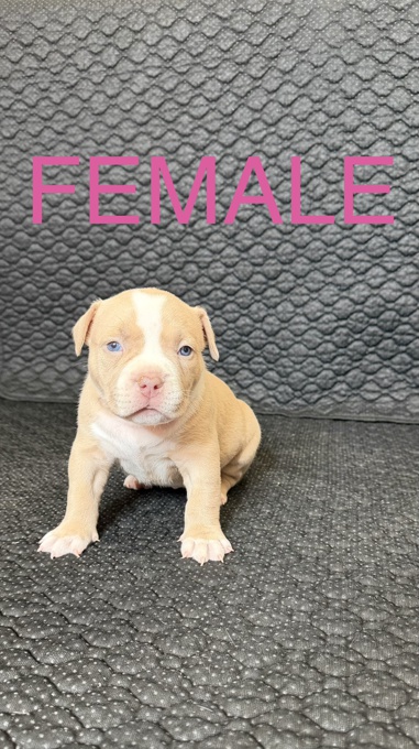 American Bully
