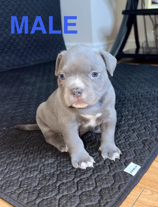 American Bully