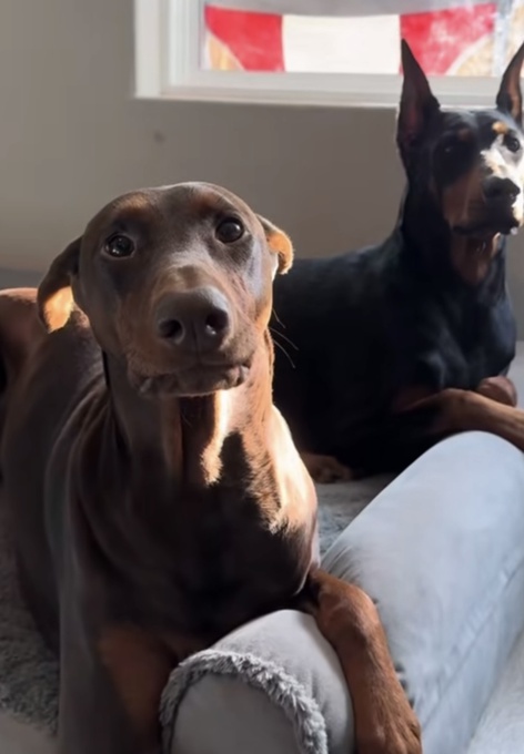 Doberman
