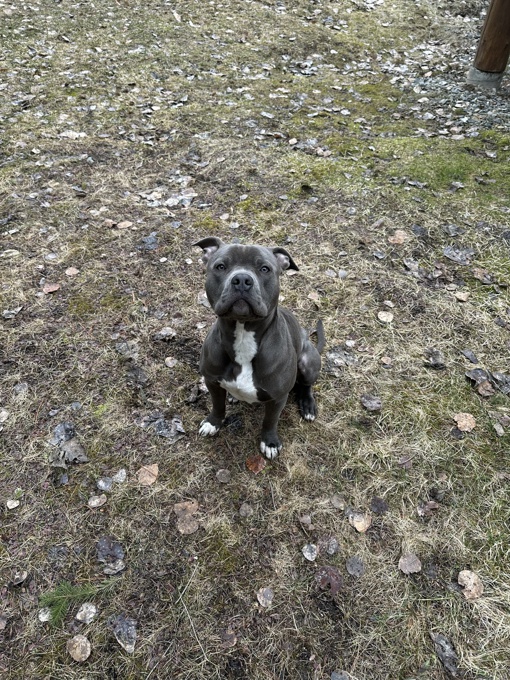 Blue nose pitbull