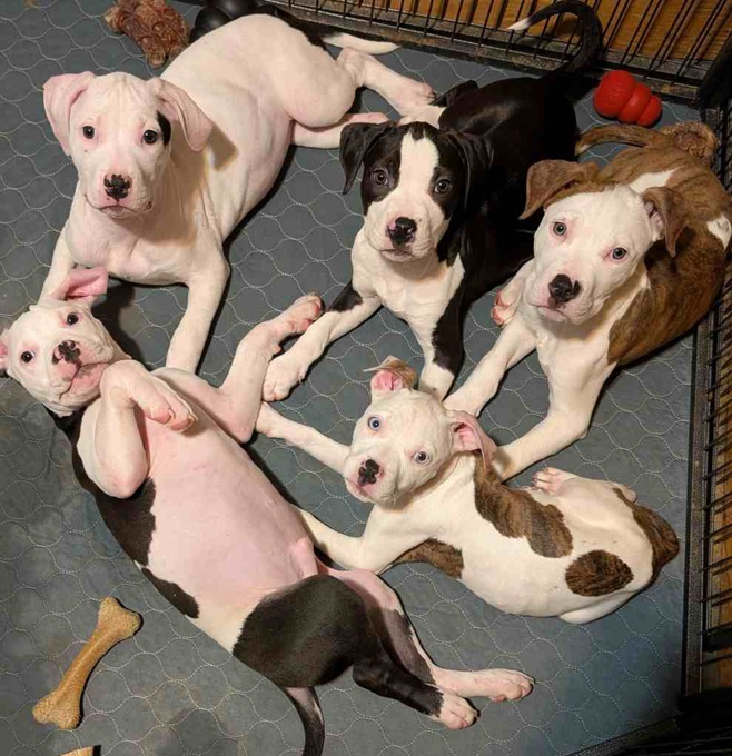 American Staffordshire Terrier