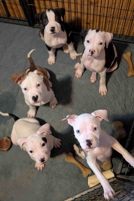 American Staffordshire Terrier