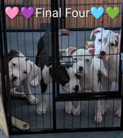 American Staffordshire Terrier