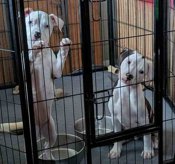 American Staffordshire Terrier