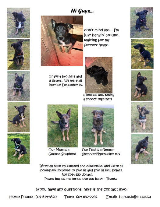 German Shepherd / Rottweiler mix