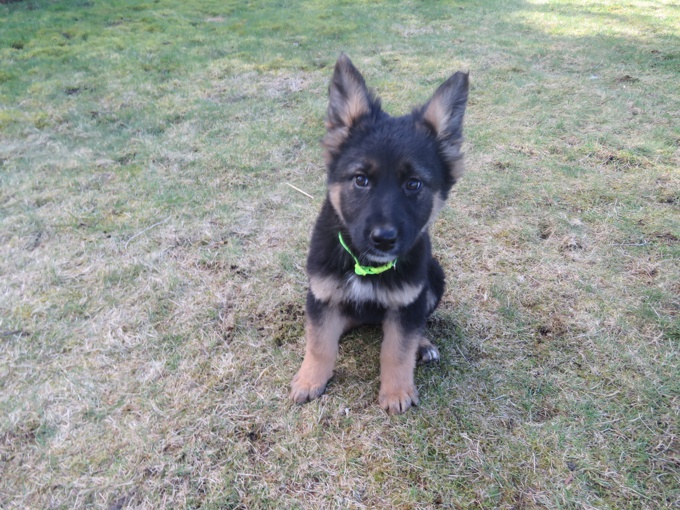 German Shepherd / Rottweiler mix
