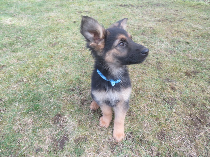 German Shepherd / Rottweiler mix