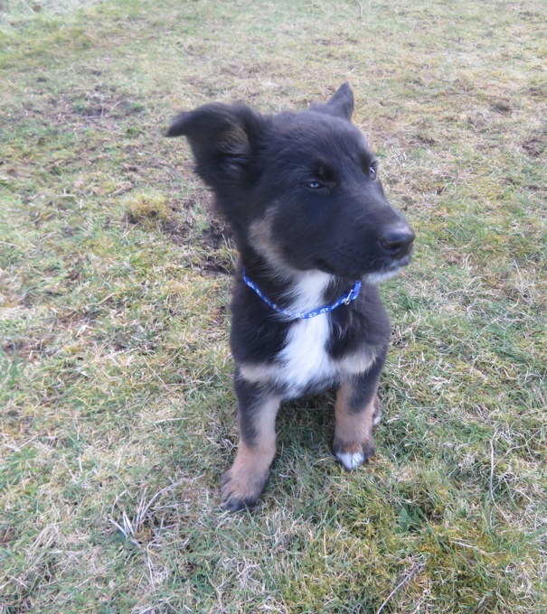 German Shepherd / Rottweiler mix