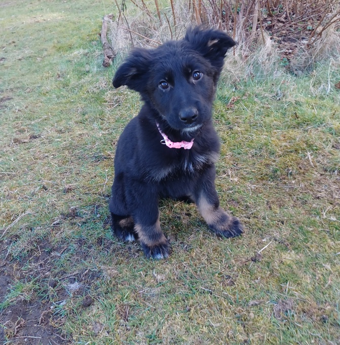 German Shepherd / Rottweiler mix