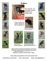 German Shepherd / Rottweiler mix