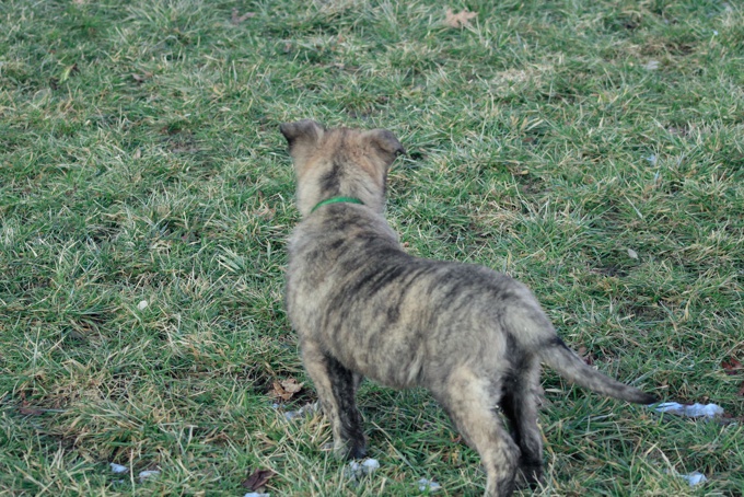 Dutch/German shepherd