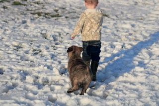 Dutch/German shepherd