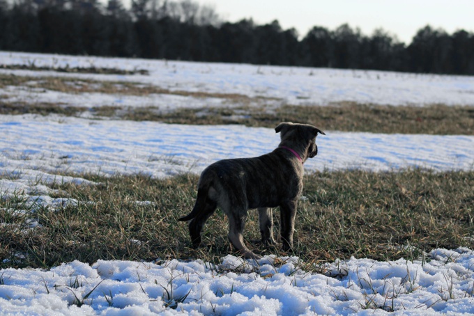 Dutch/German shepherd