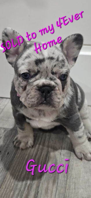 French Bulldog