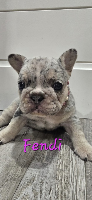 French Bulldog