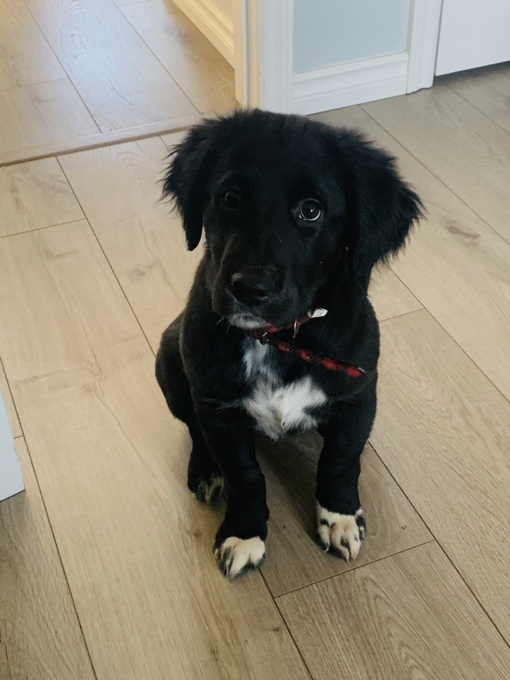 Labrador x Newfoundland Mix