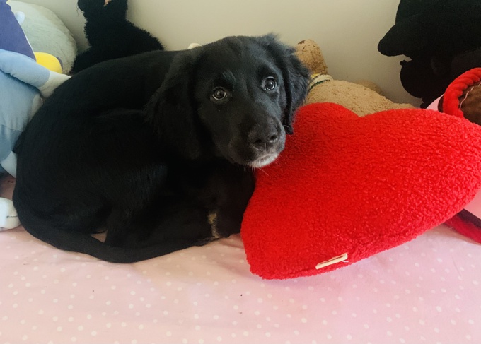 Labrador x Newfoundland Mix