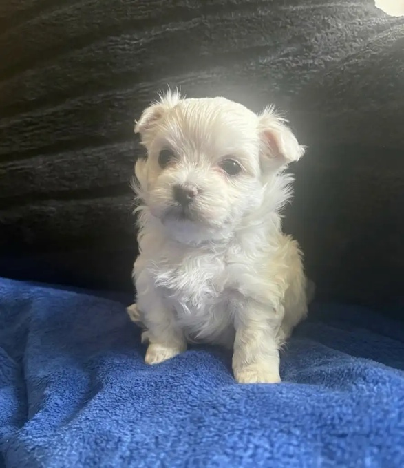 Maltese