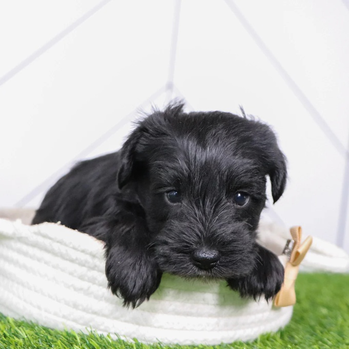 Mini Schnauzer