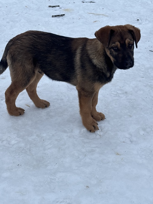 Leonberger Black Labrador Cross