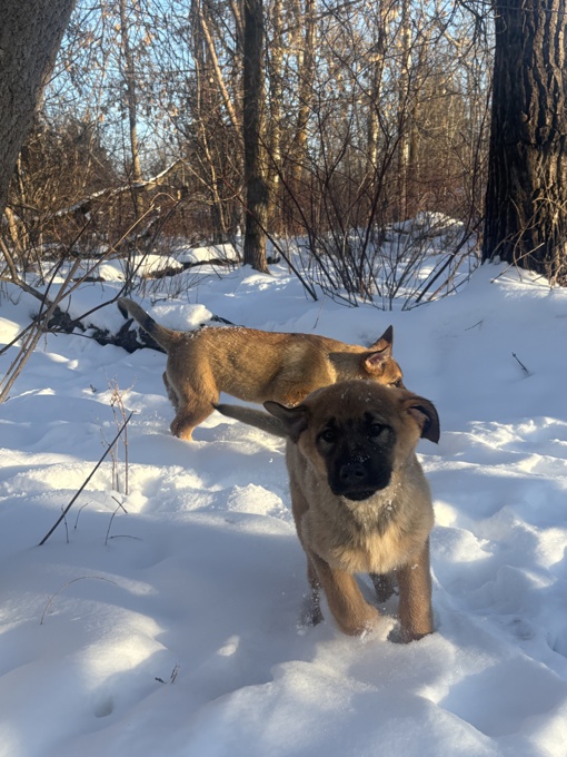 Leonberger Black Labrador Cross