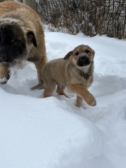 Leonberger Black Labrador Cross