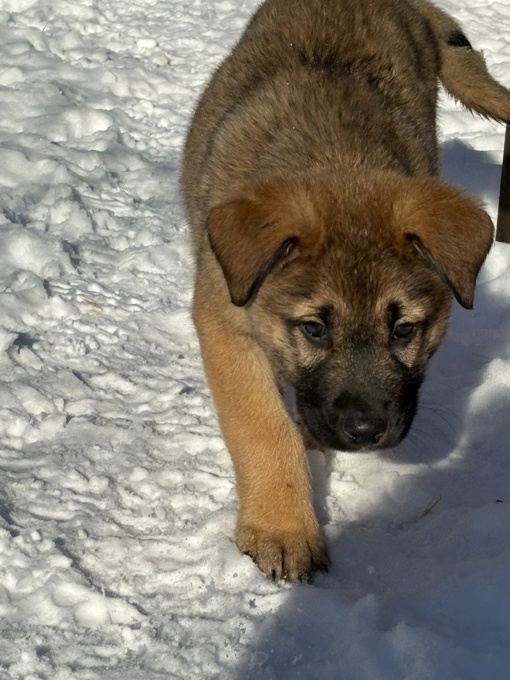 Leonberger Black Labrador Cross