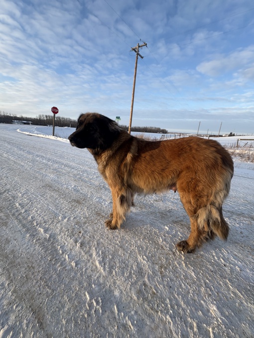 Leonberger Black Labrador Cross