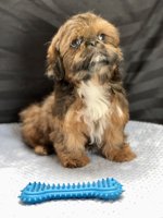 Shihtzu