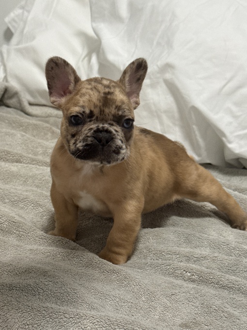 French Bull Dog