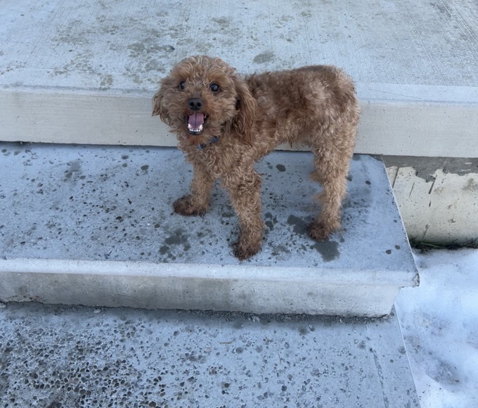 Toy poodle