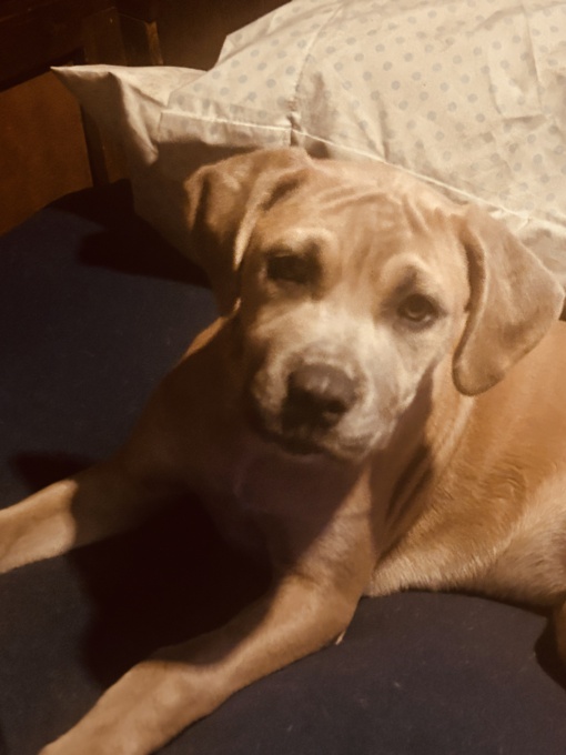 Corso Pitbull