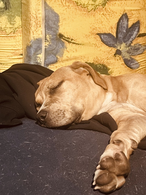 Corso Pitbull