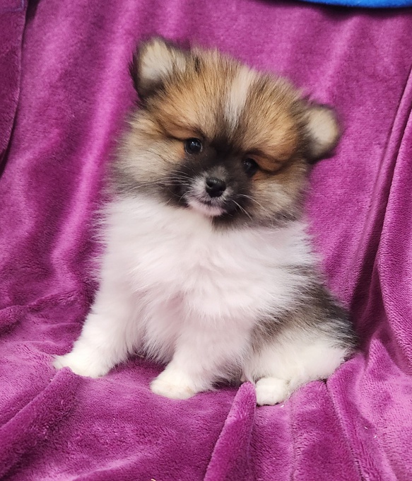 Pomeranian