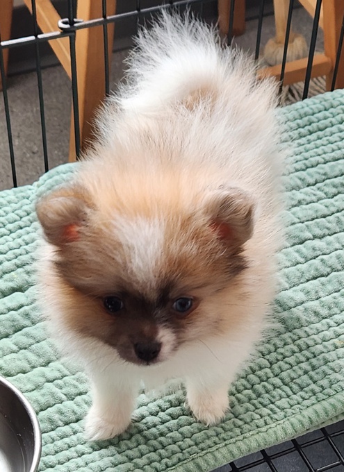 Pomeranian