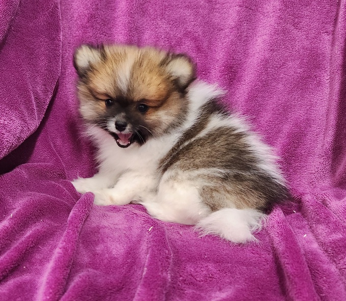 Pomeranian