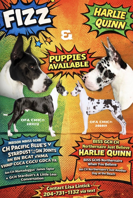 Standard poodle & great danes