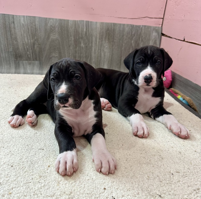 Standard poodle & great danes