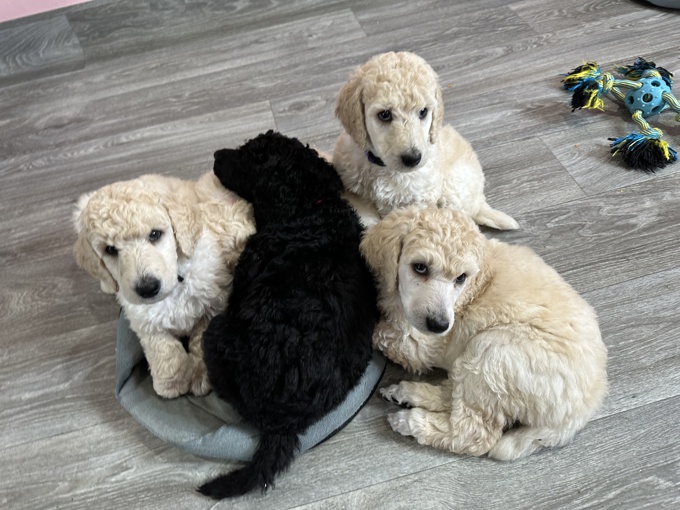 Standard poodle & great danes