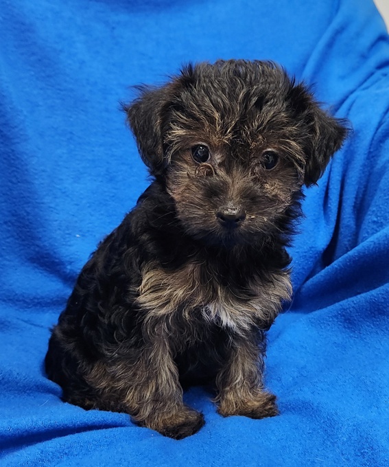 Yorkie x Toy Poodle