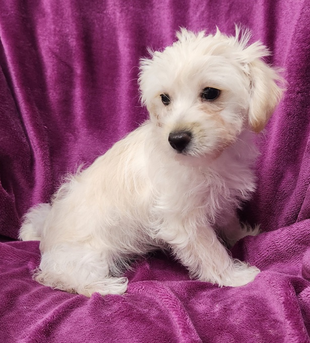 Yorkie x Toy Poodle