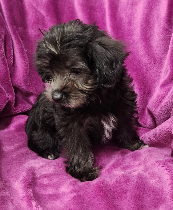 Yorkie x Toy Poodle