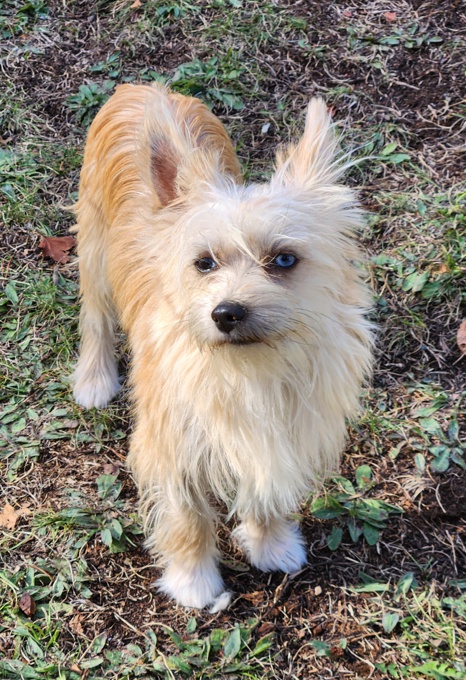 Yorkie x Toy Poodle