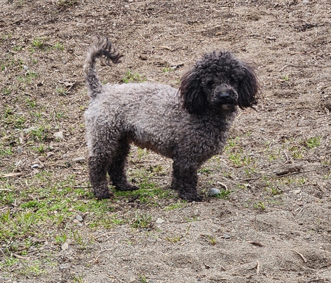 Yorkie x Toy Poodle