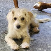 Yorkie x Toy Poodle