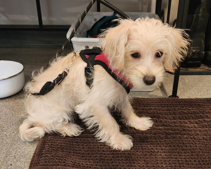 Yorkie x Toy Poodle