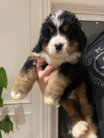 Bernese Mountain Dogs