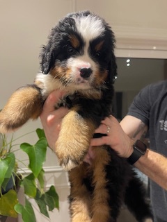 Bernese Mountain Dogs
